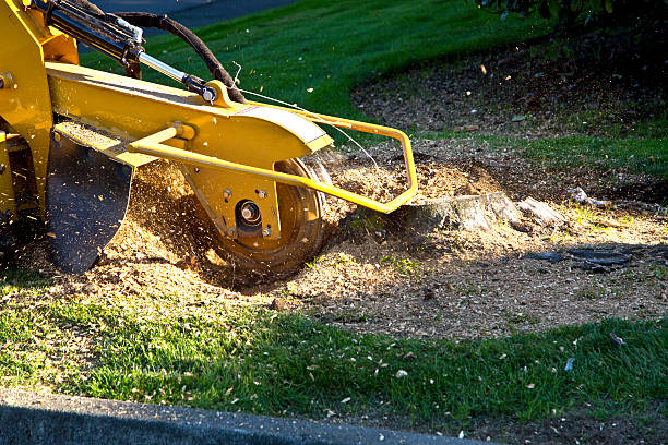 Best Tree Stump Removal  in South Whittier, CA